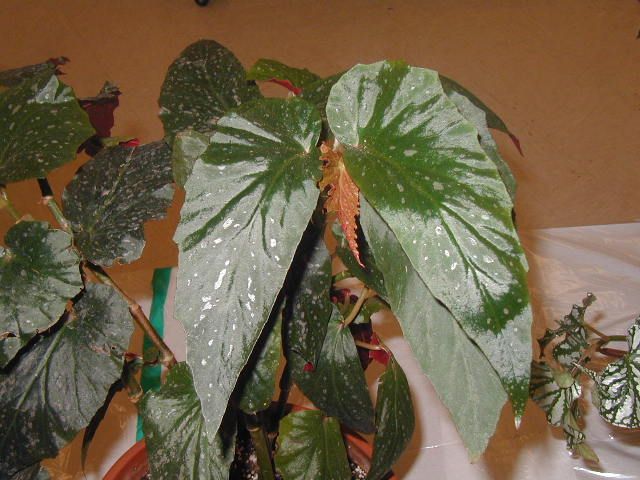 B. ‘Midori Nobussawa’